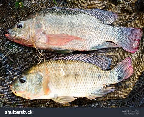 Distinguishing Male from Female Tilapia .